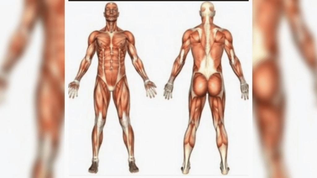 Curiosidades sobre o corpo humano que você não sabia